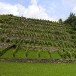 Valtellina vineyards