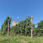 Wine & food tasting tours
