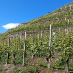 Itineraries among the vineyards
