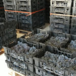 Grapes for the amazing Italian wines
