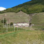 Wine & food tasting guided private tours
